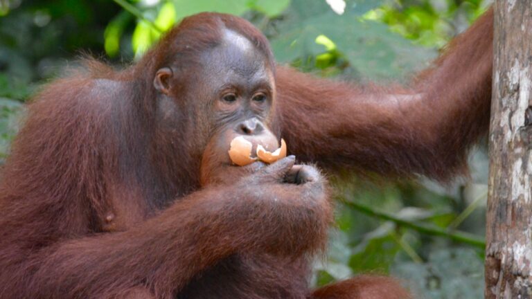 Orangutang i Semonggoh.