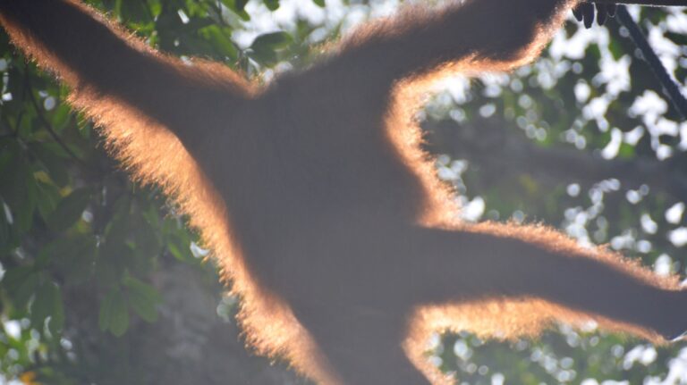 Orangutang i Semonggoh.