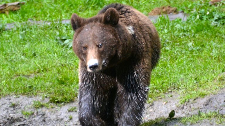 Brun bjørn i Rumænien.