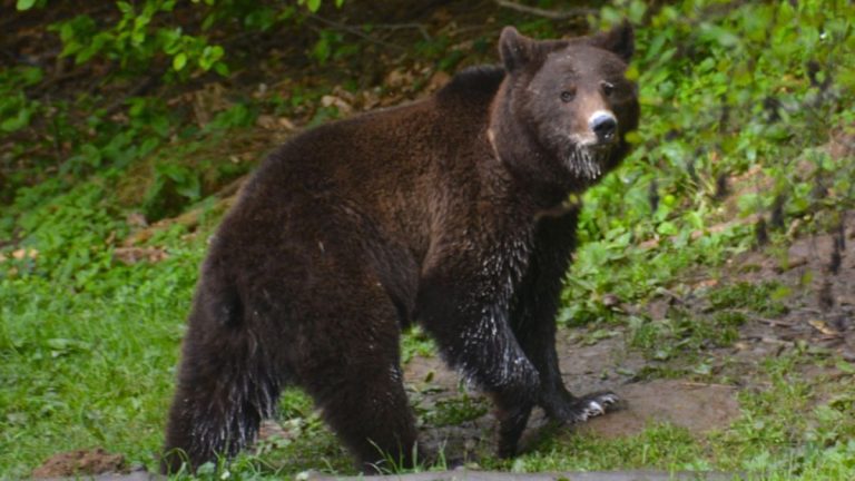 Brun bjørn i Rumænien.