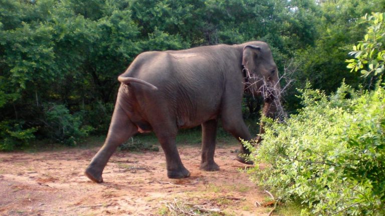 Indiske elefanter i Udawalawe.