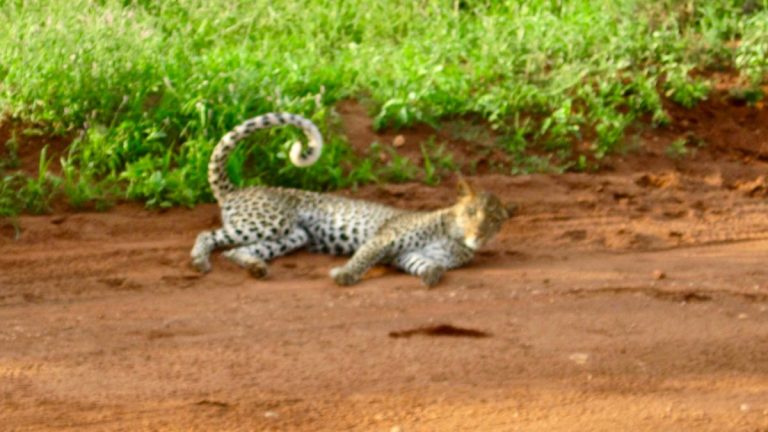 Leopard i Tsavo West.