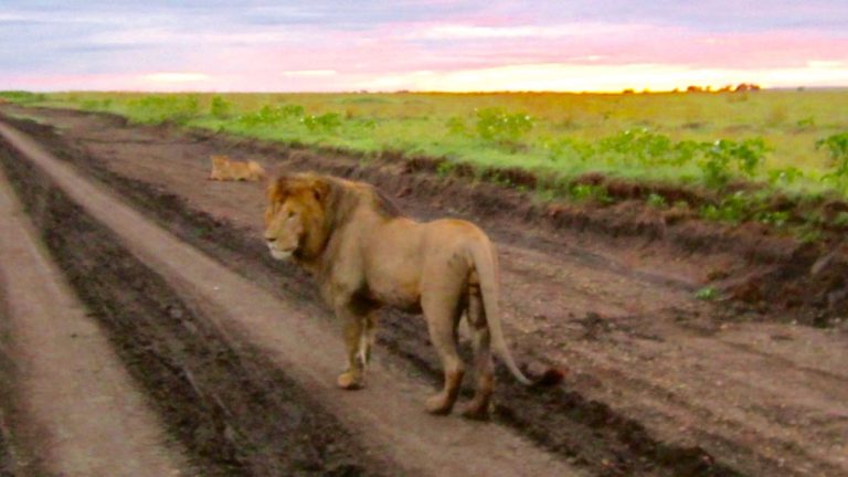 Løve i Masai Mara.