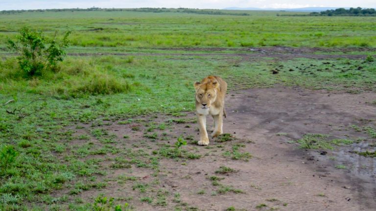Løve i Masai Mara.