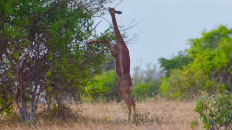 Girafgazelle.