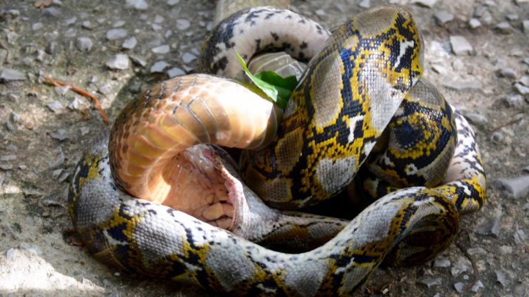 King cobra and reticulated python.