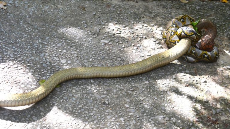 King cobra and reticulated python.