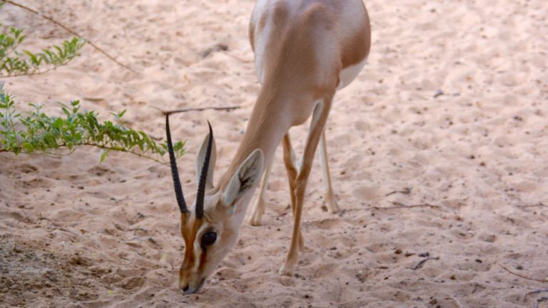 Arabisk gazelle.