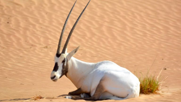 Oryx i Dubai Desert Conservation Reserve.