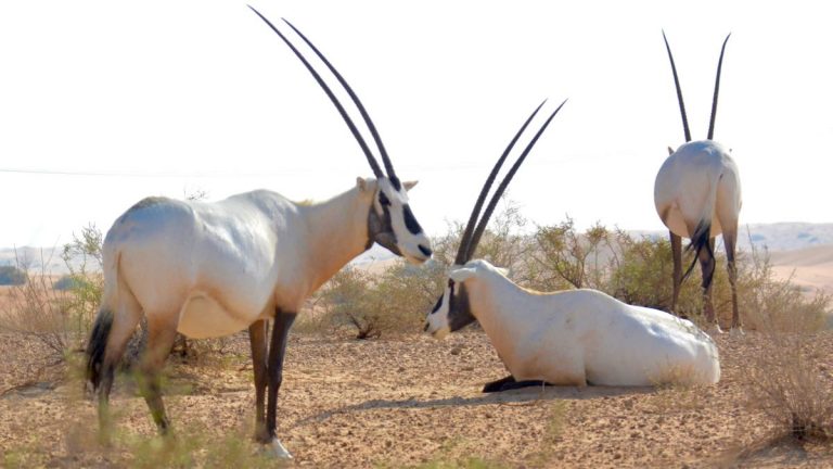 Oryxer i Dubai Desert Conservation Reserve.