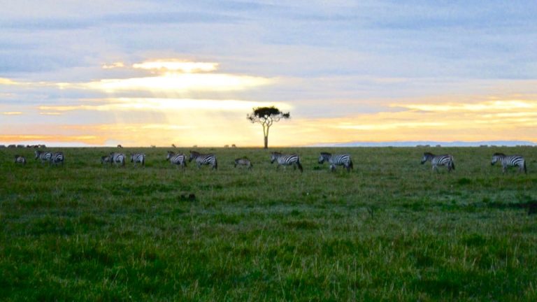 Zebraer i Masai Mara.