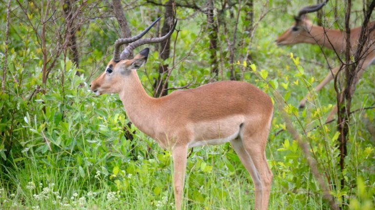 Impala i Kruger, Sydafrika.