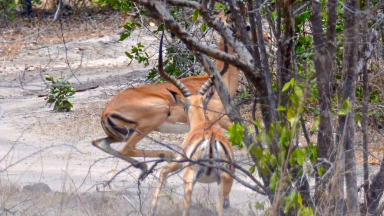 Impalaer slås i Selous, Tanzania.