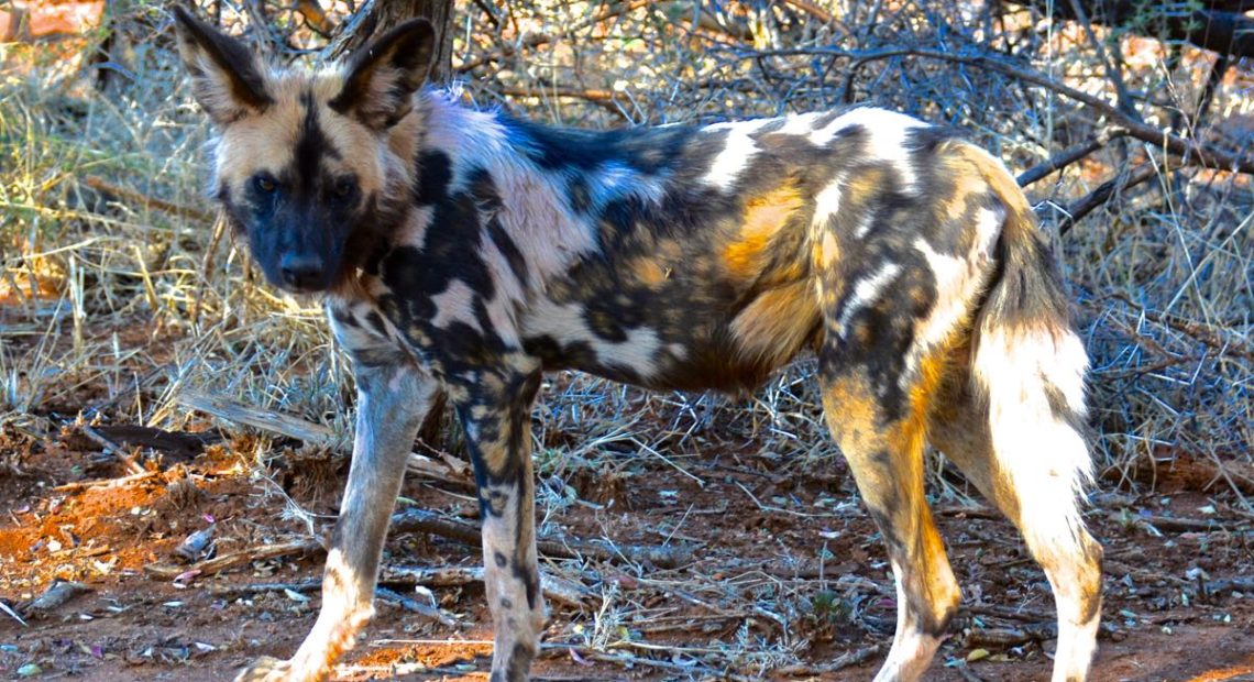 bag snatch legation Jagten på de vilde hunde﻿ – Safariland