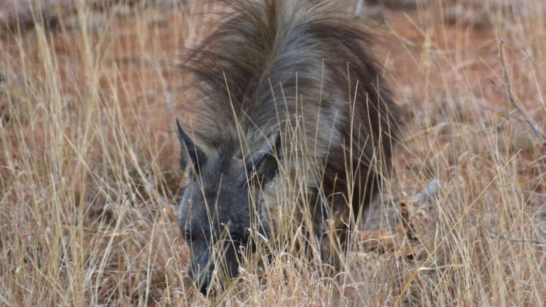 Brun hyæne i Madikwe.