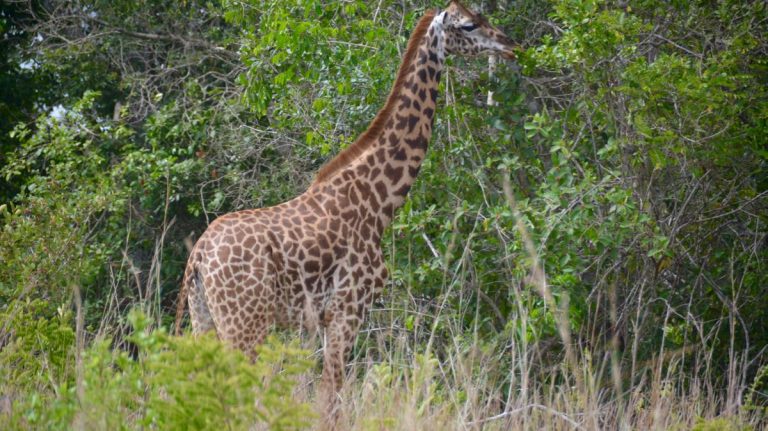 Giraf i Shimba Hills.