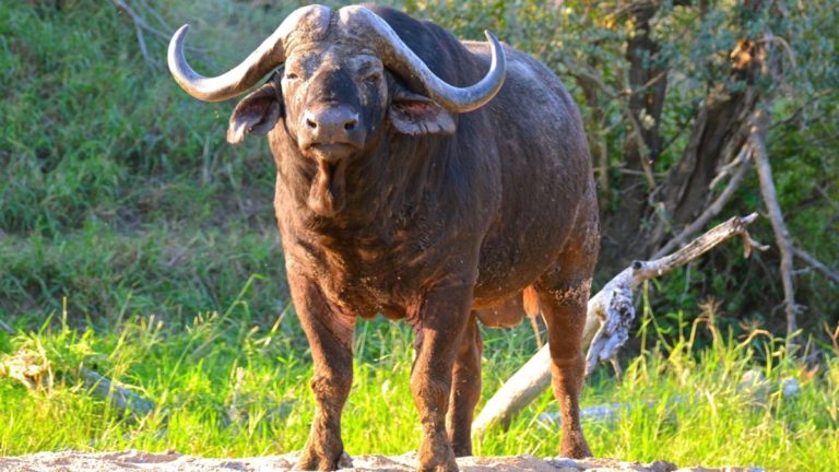 Bøffel i Manyeleti, Sydafrika.