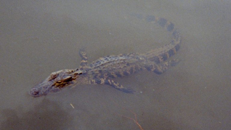 Alligator i Everglades.