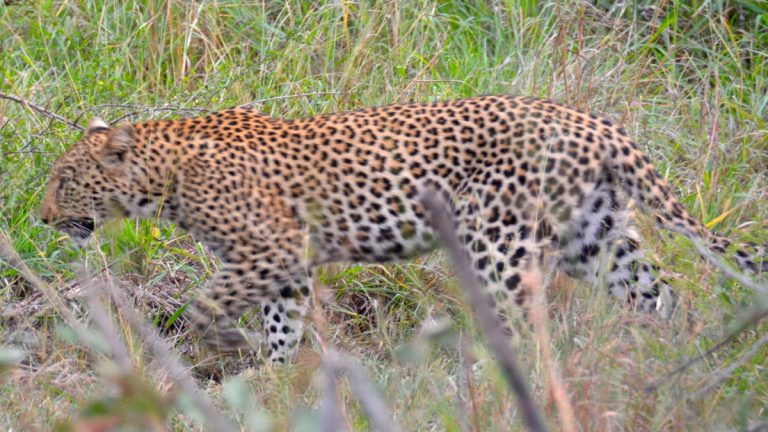 Leopard i Manyeleti.