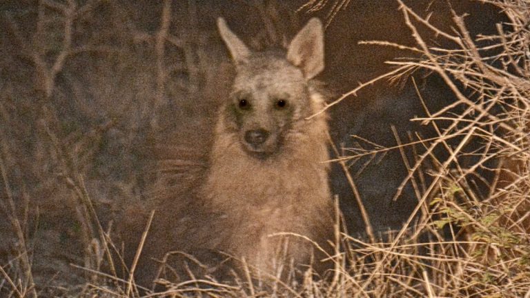 Brun hyæne.