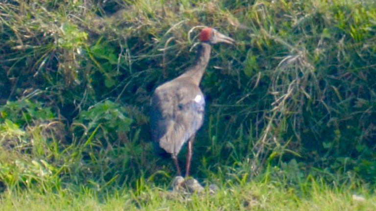 Rødkronet ibis.